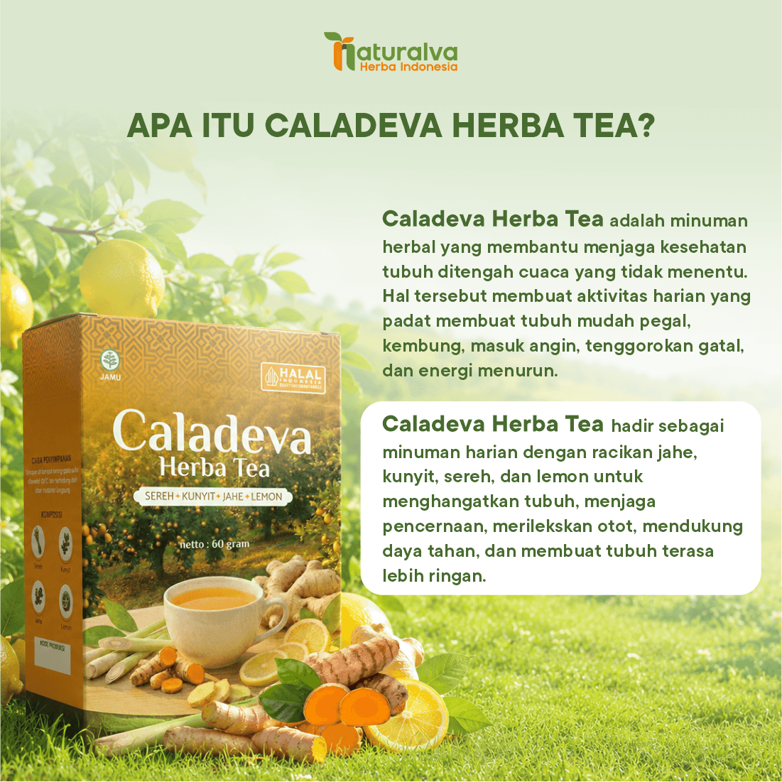 Caladeva Herba Tea Membantu Menjaga Kesehatan Tubuh Perut Kembung 2