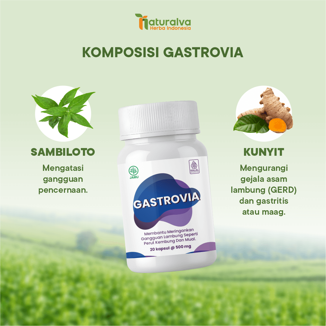Gastrovia Suplemen Herbal Bantu Kenyamanan Lambung 3